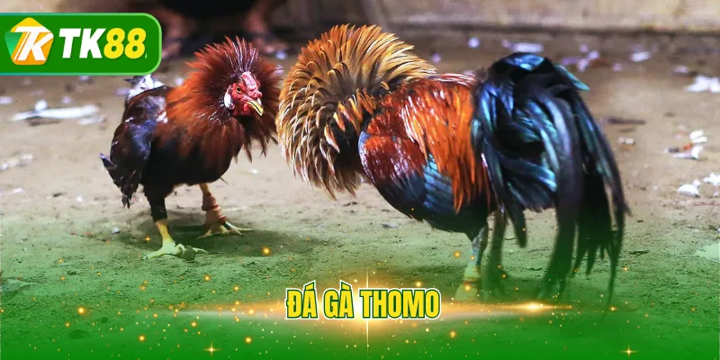 Đá gà Thomo