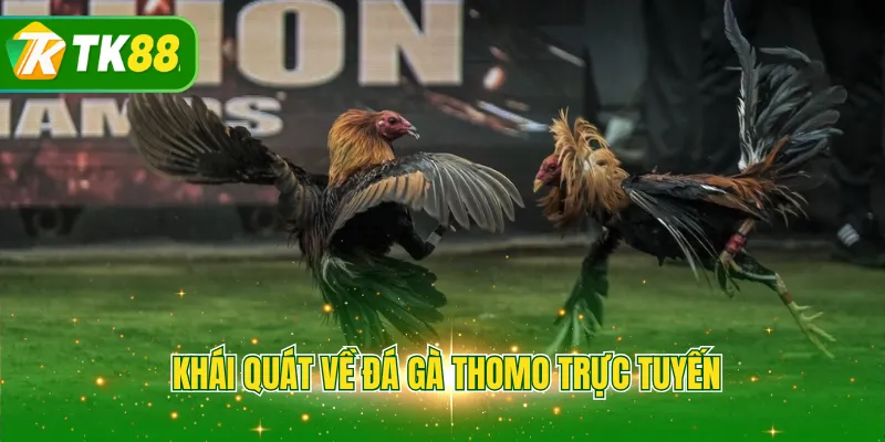 Khái quát về đá gà Thomo trực tuyến